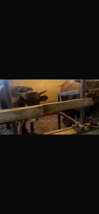 15 бас 1.5 жас бұқалар