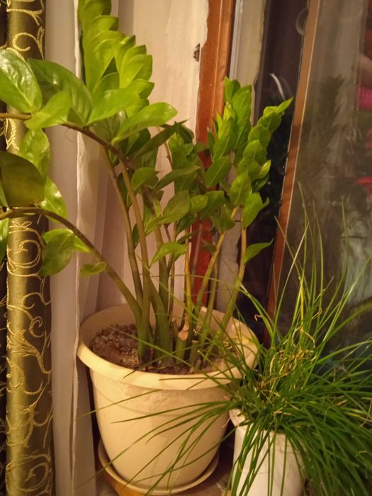 Доллар цветы комнатные для офиса,для дома