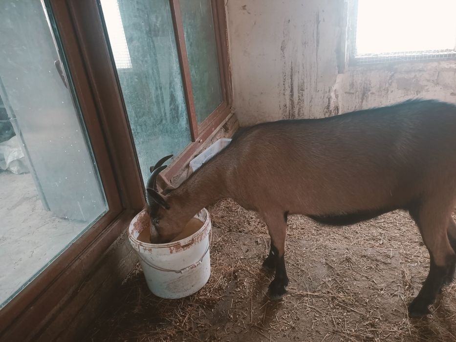 Шыбыш  сатылады жас