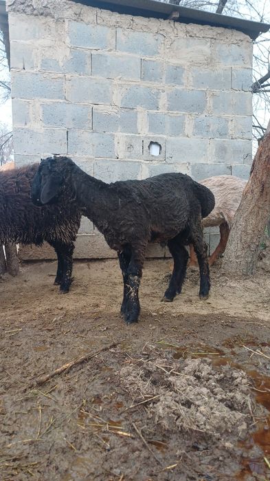 Семіз тоқты сатылады