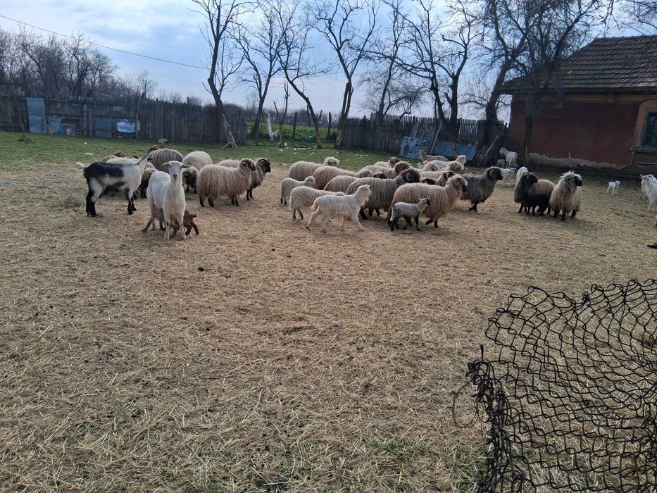 Oi de vanzare toate o data cu mei