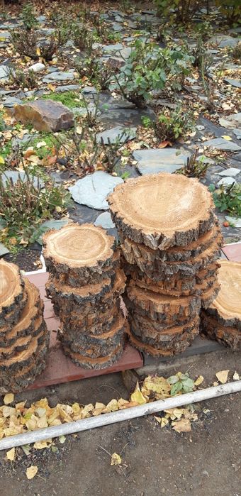 Спил дерево карагач
