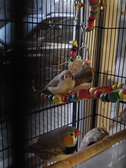 Schimb Cinteze zebrate