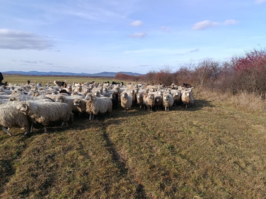 Oi tinere de vânzare