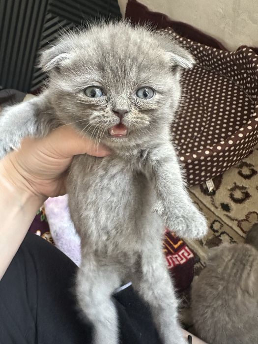 mushuk bolasi sotladi