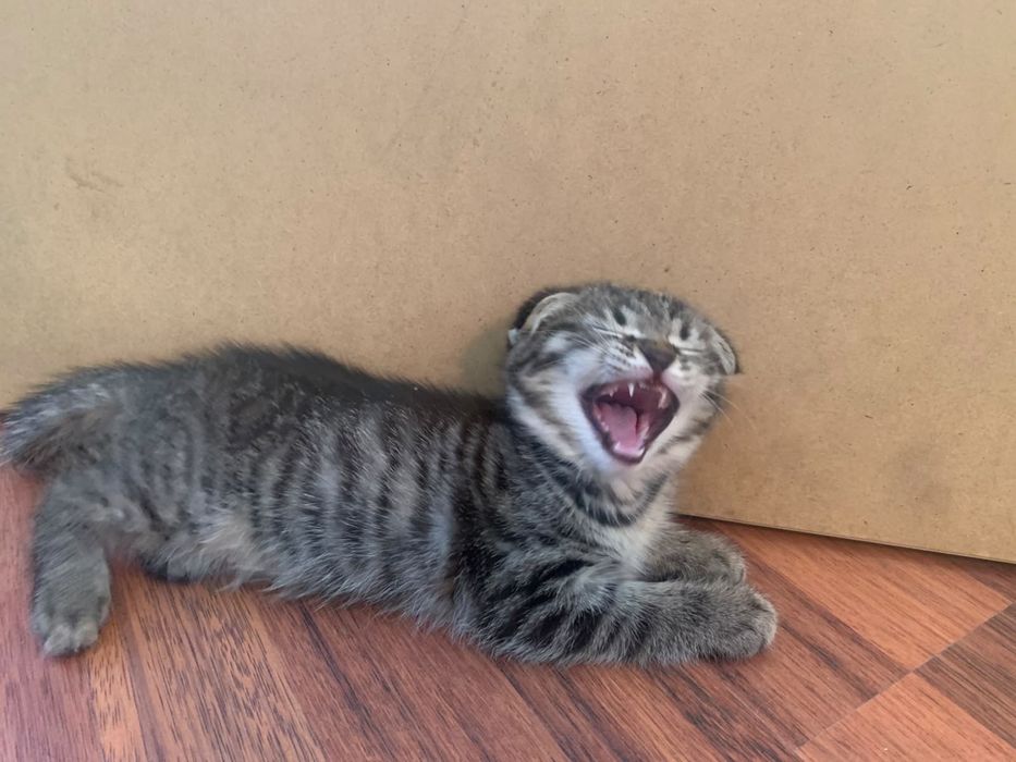 Отдам котят в добрые руки