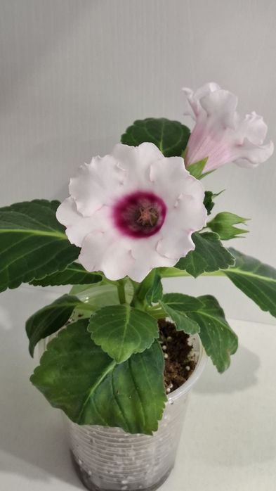 Глоксиния цветущая-1500тг