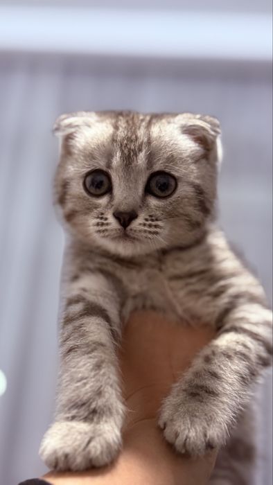Вислоухий котенок