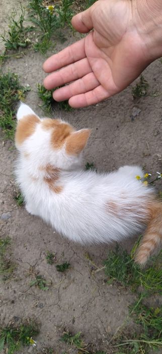 Отдам котят в добрые,любящие руки.