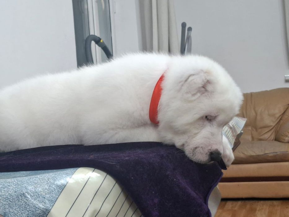 Продам белую медведицу алабайка