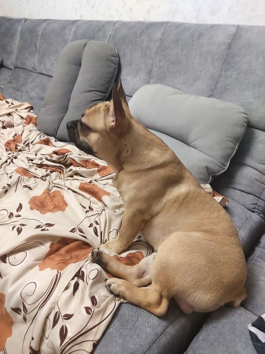 Французский бульдог (кабель]