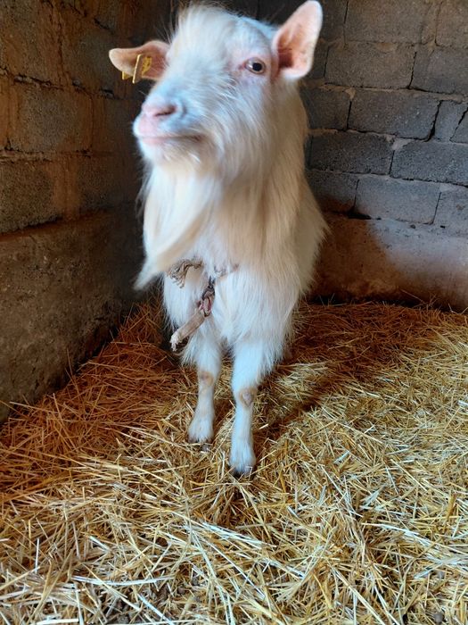 Теке сатылады срочна