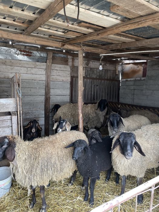 De vanzare oi cu mieluți