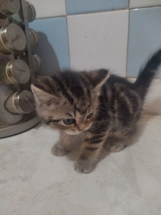 Отдам даром котят