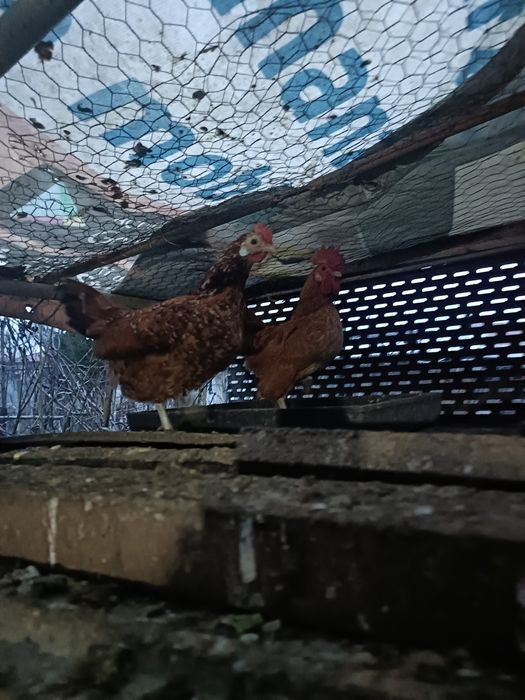 De vânzare găini și cocoșei pitici