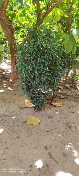 Лимон Шамшот рангли Изгородь