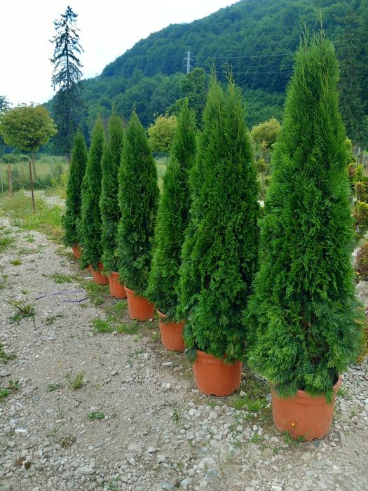 Tuia smarald verde vejnic la ghiveci