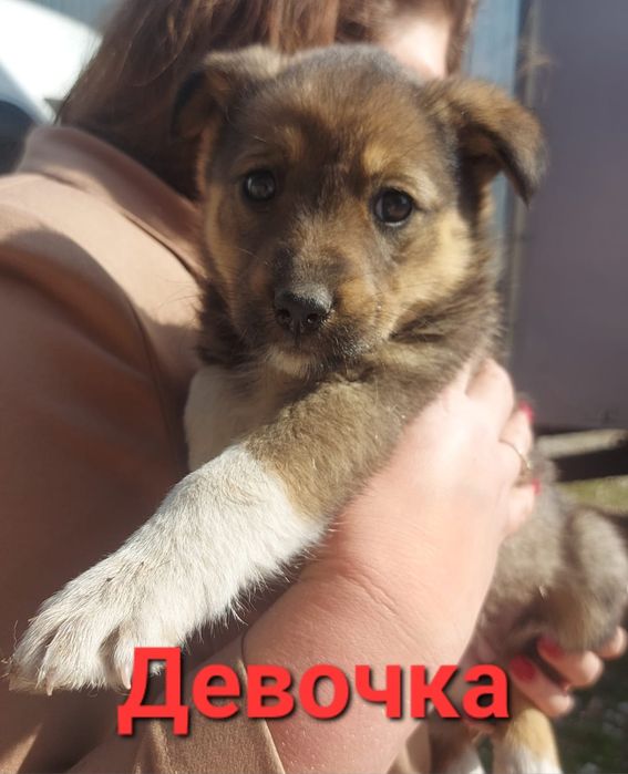 Пристраиваются обаятельные щенки