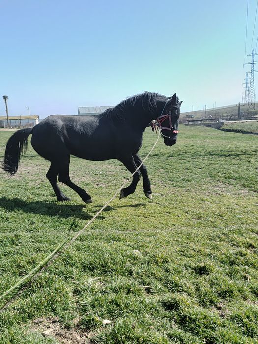 Vând iapă de 6 ani metis de Nonius cu Frizian