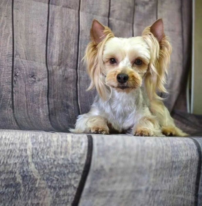 Продам йоркширского терьера