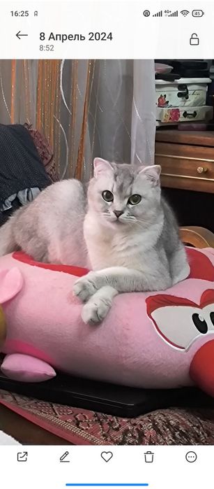 Котята шотландской породы