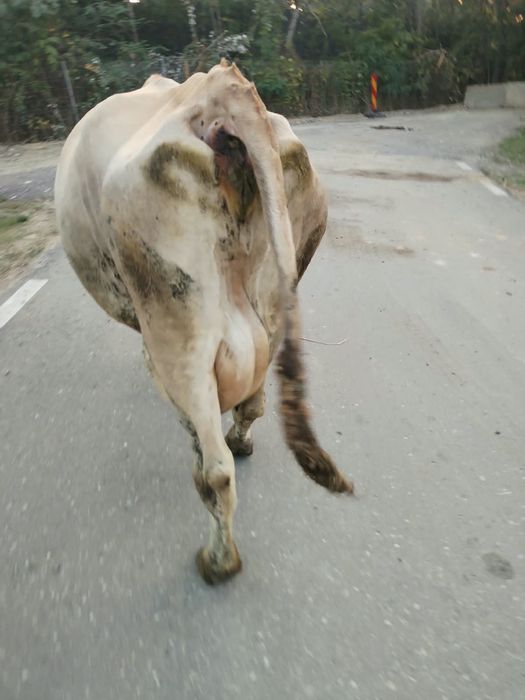 Vând vaca cu vitea