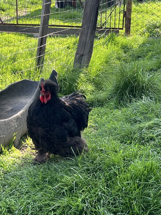 Vând cocoș cochinchina uriaș