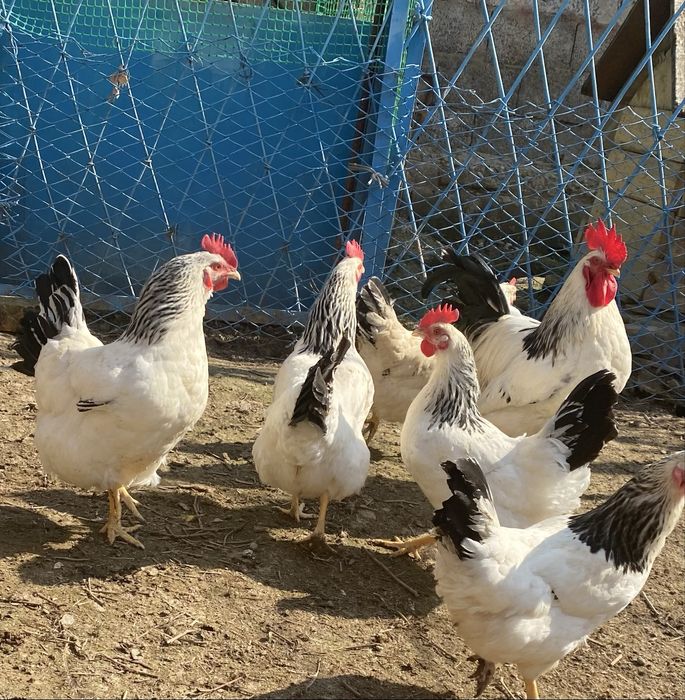 Цыплята породы Адлер