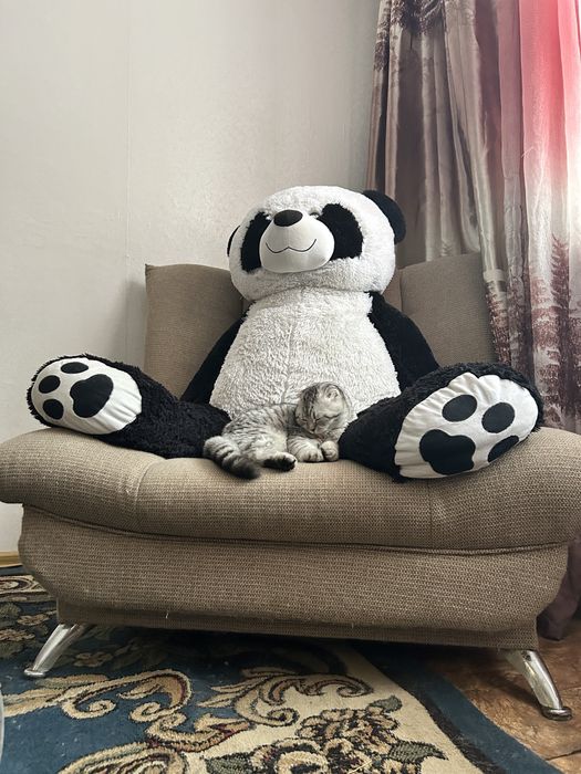 Продам котенка мальчик вислоушка