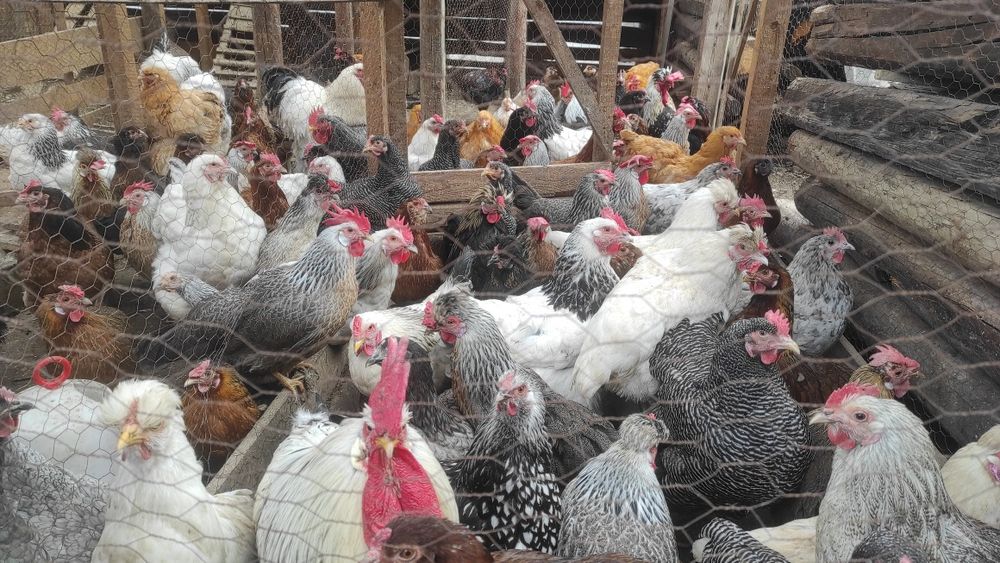 Oua de incubat  rasa mixta