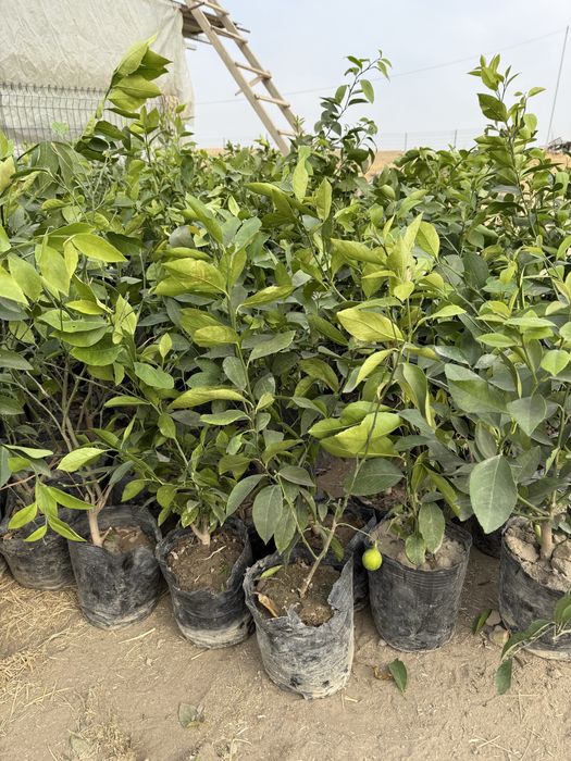 Лимон кучатлари бор