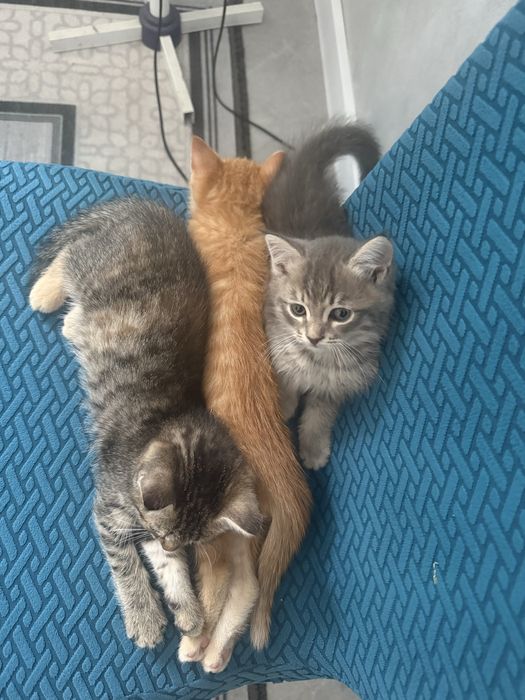 Котята один мальчик и одна девочка