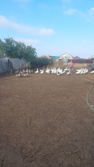Продаются живые гуси 3 мес