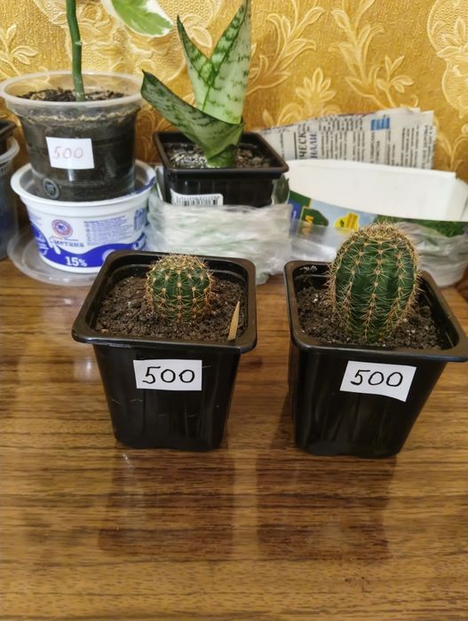 Продам кактус 500 тг/шт