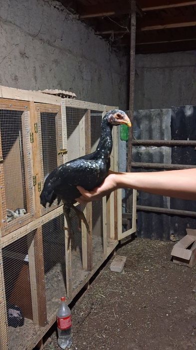 Февралски мокичалар