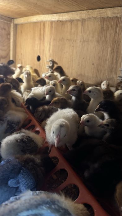 Цыплята и куры в продаже