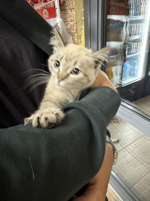 Отдам котенка в хорошие руки