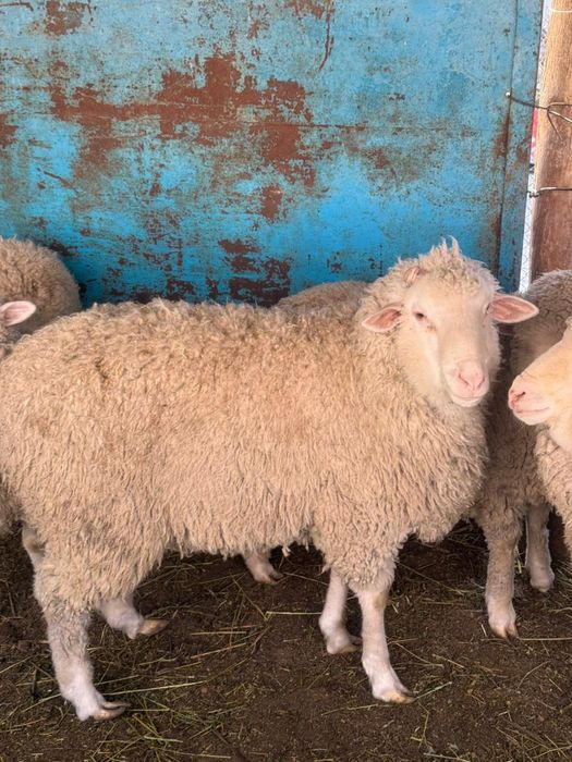 Продам барана упитанный