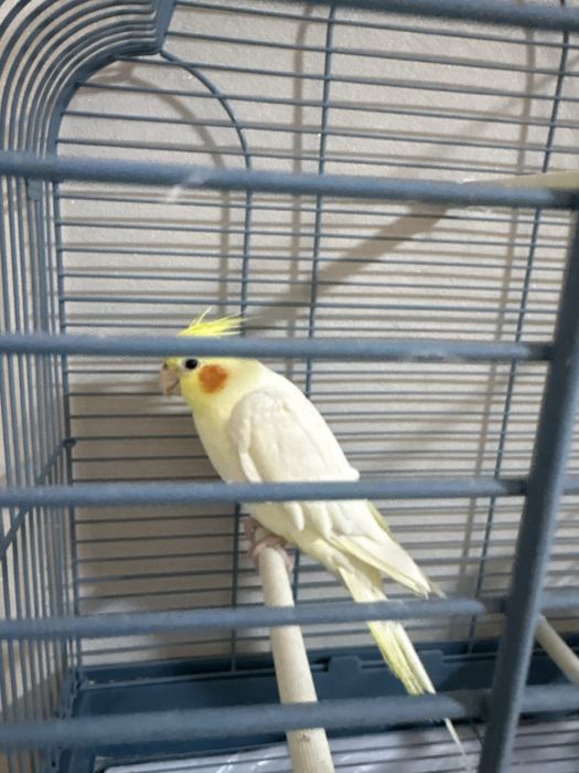 Продается Корелла (лютино)