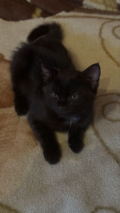 Черный котенок ищет дом