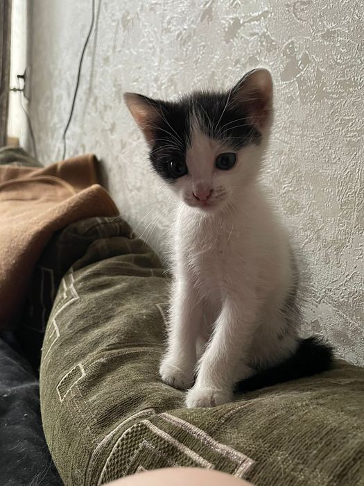 Домашние животные