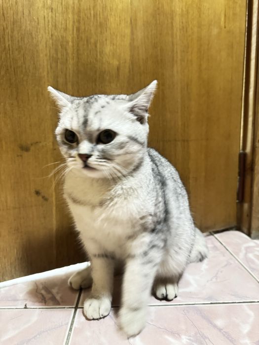 Кот британский домашний