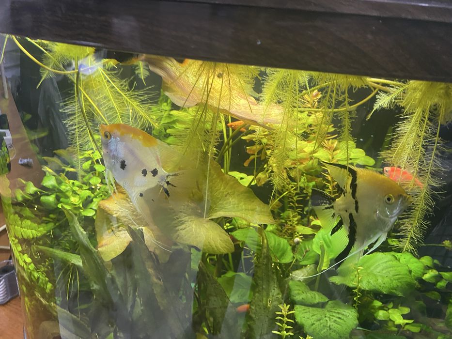 Скалярии взрослая пара