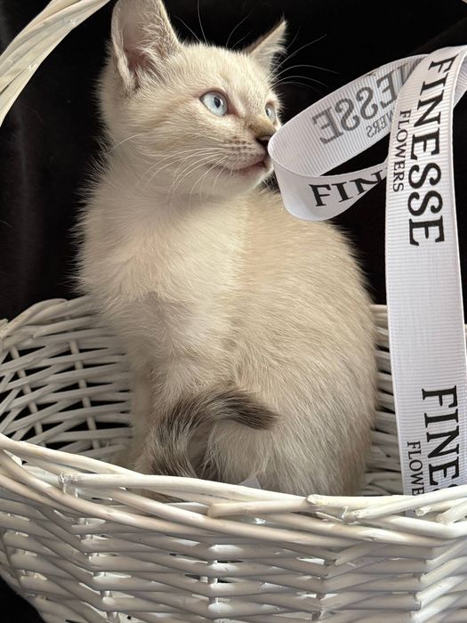Отдам котенка девочку, воспитанную