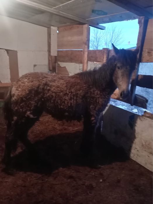 Жабағы.    еркек