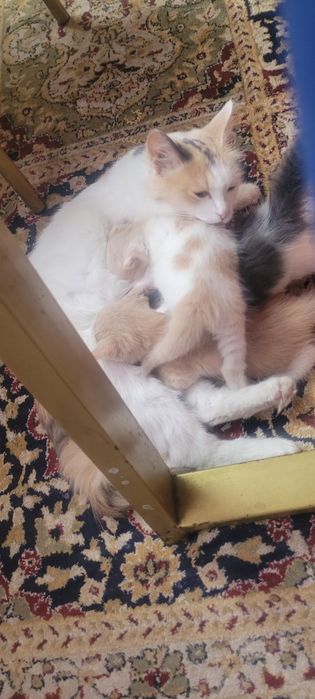 Отлам кошку с котятами