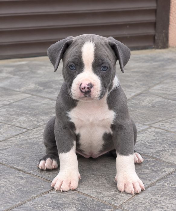 American Staffordshire Terrier