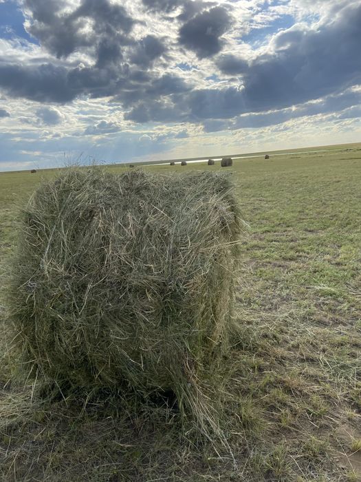 Продам сено в рулонах
