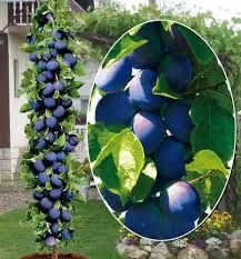 Pomi fructiferi columnari