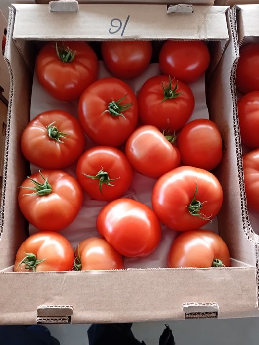 Помидоры оптом made in Kazakhstan
